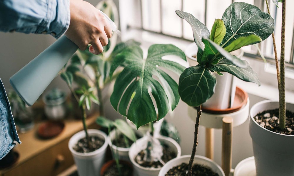 Exploring the Potential of Wholesale Planters