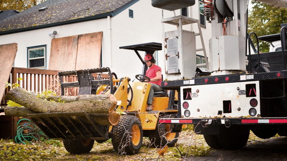 During Tree Removal