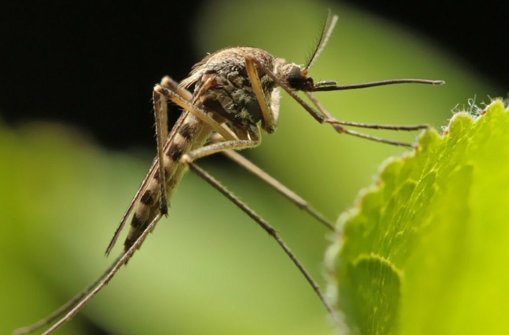 Rising Pest Issues Near Plano’s Tollway Construction Zones