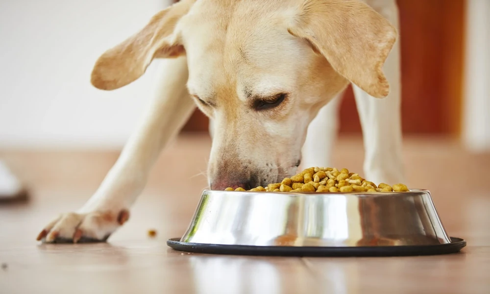 Travel-Friendly and Nutrient-Dense: Why Freeze-Dried Dog Food Fits Active Lifestyles